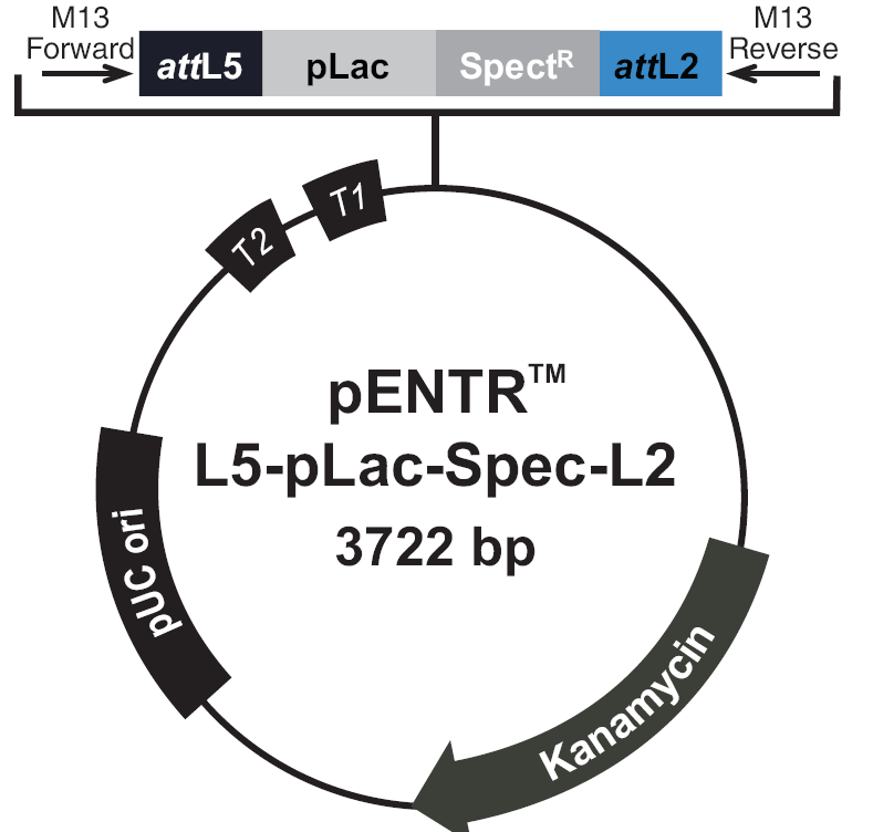 pENTR-L5-pLac-Spec-L2载体图谱